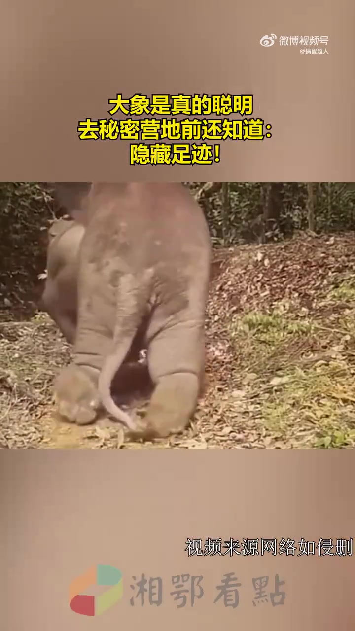 大象真聪明，去秘密营地前还知道隐藏足迹！