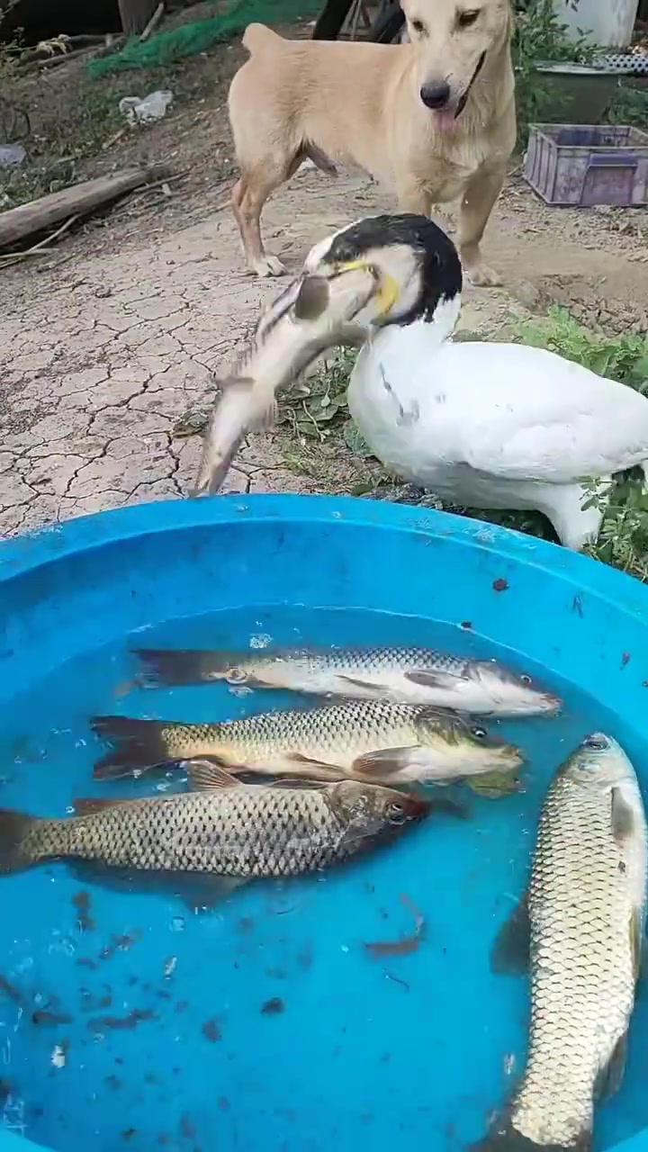 狗子在旁发愣，估计自愧不如
