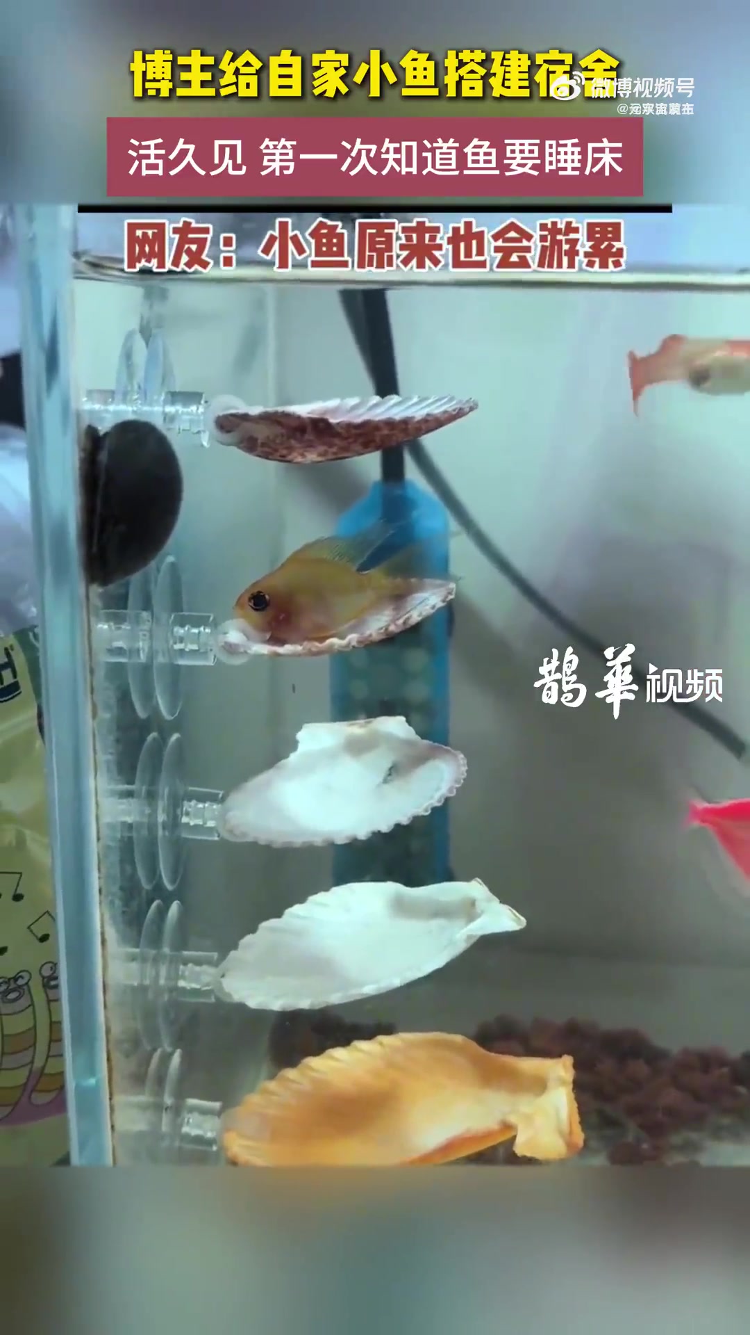 活久见，才知鱼睡床，网友：小鱼也会游累