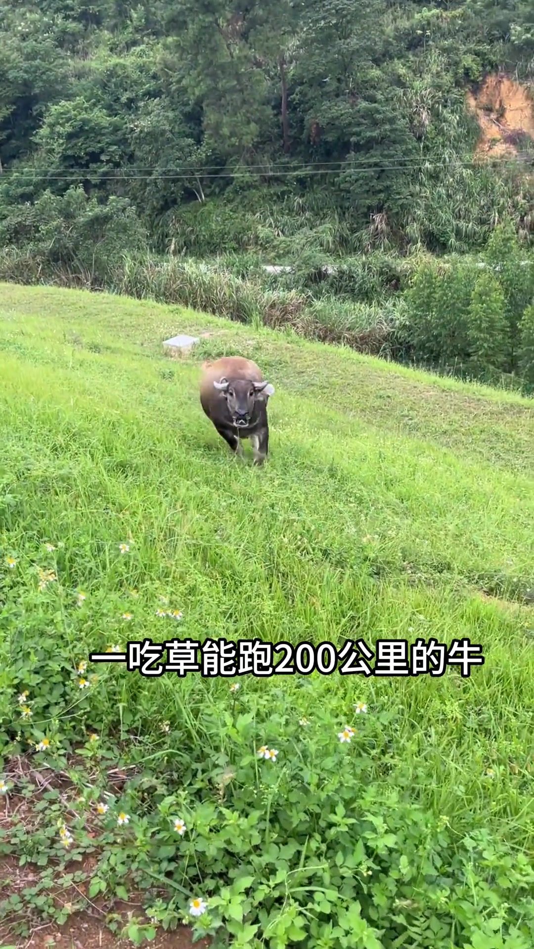 谁家的牛仔这么好玩呢！