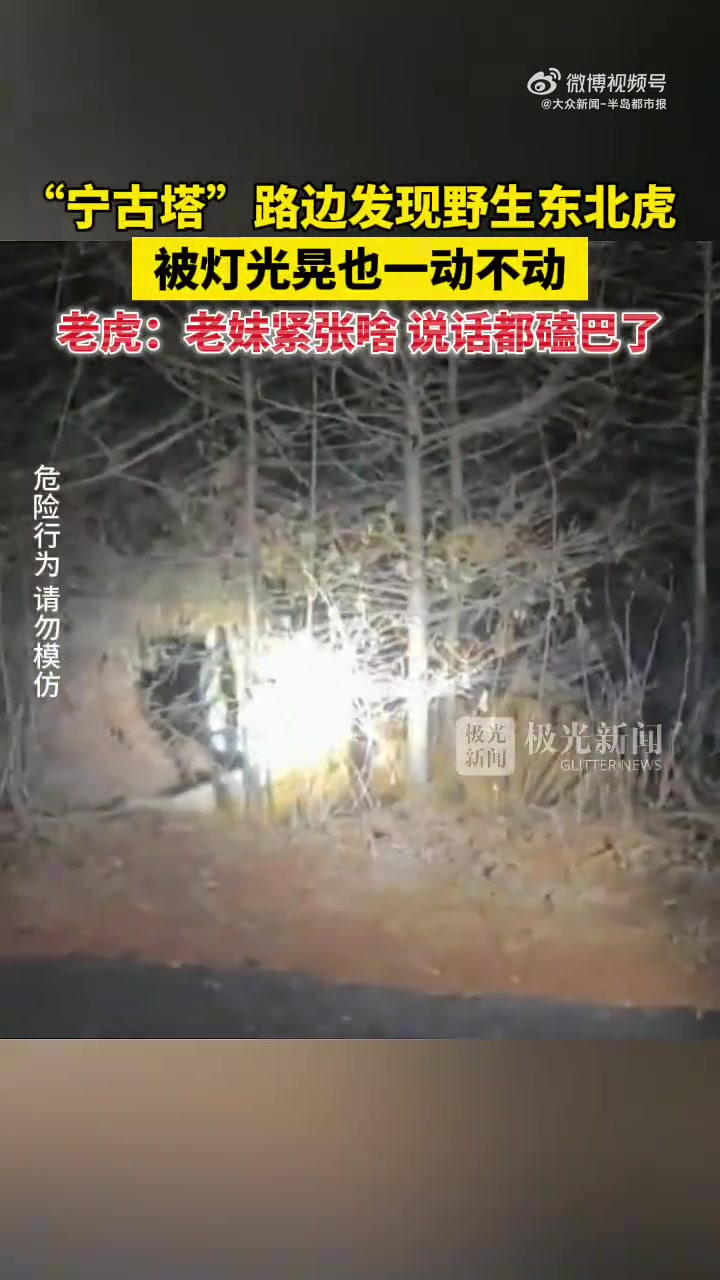 黑龙江宁安现野生东北虎，被灯光晃不动