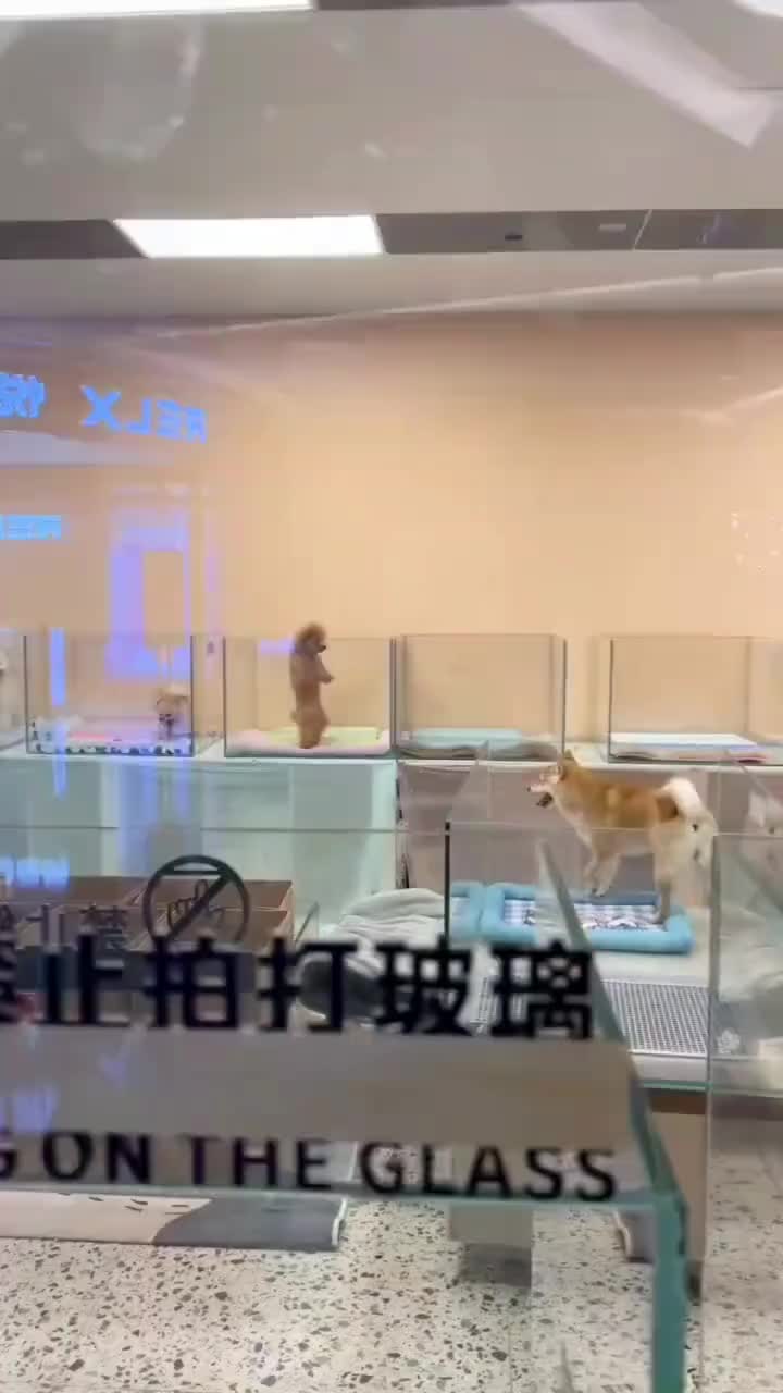 狗：别吵我在练习呢