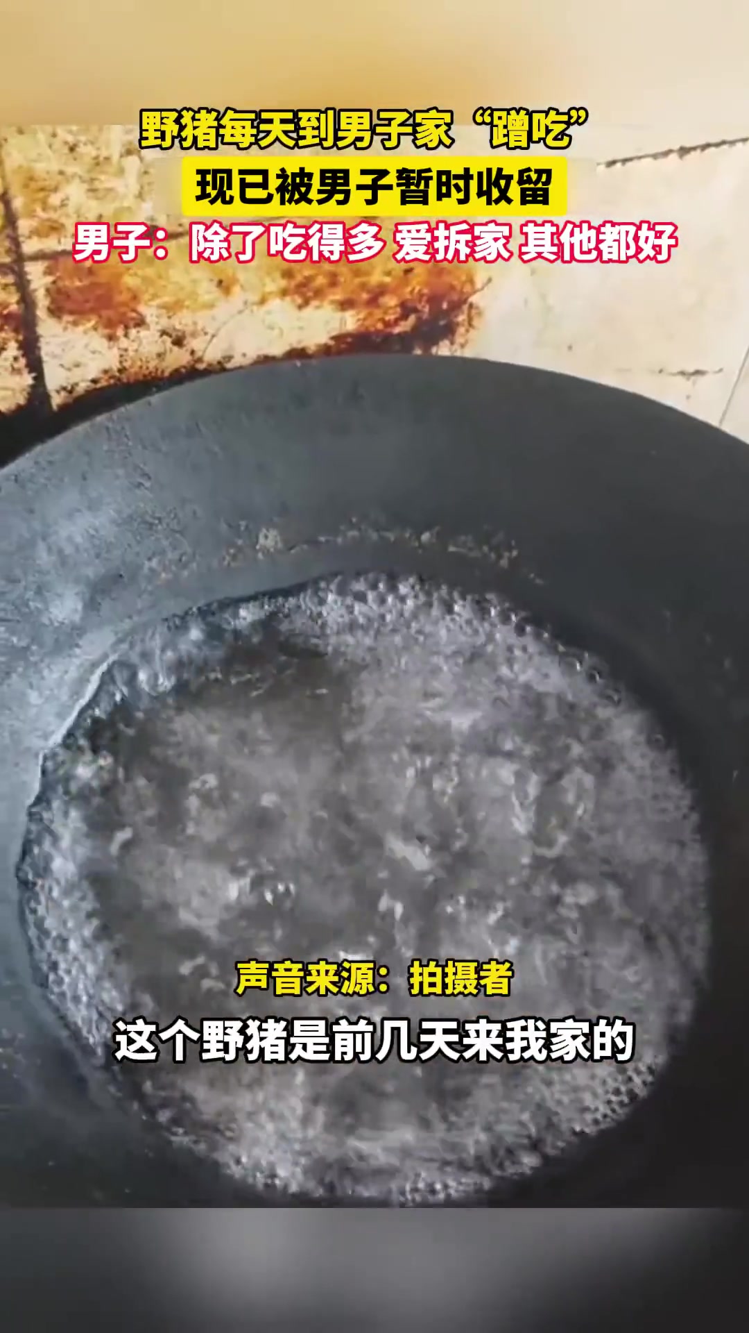 一头野猪每天到男子家蹭吃蹭喝