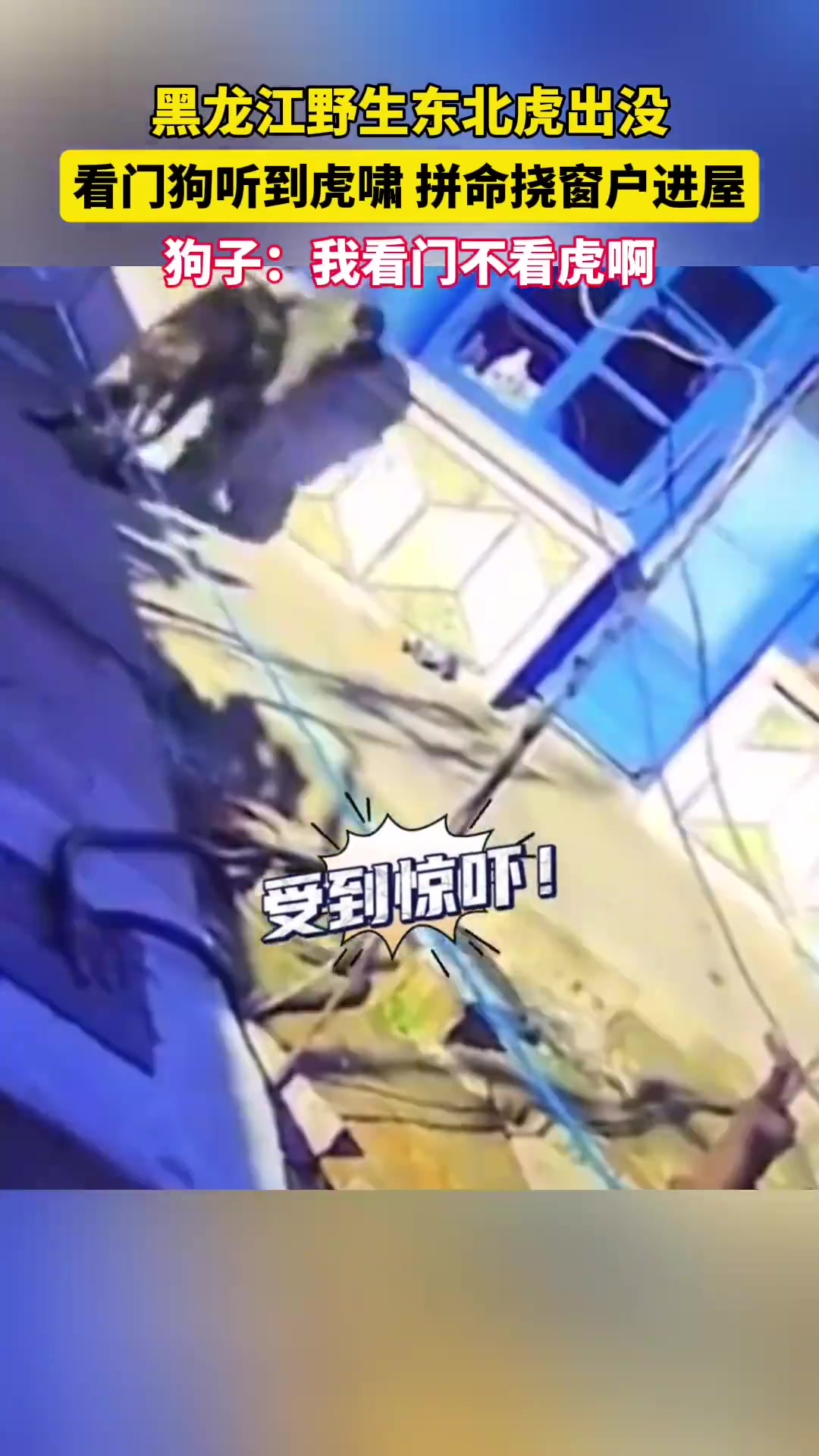 黑龙江野生东北虎出没，看门狗听到虎啸，拼命挠窗户进屋！