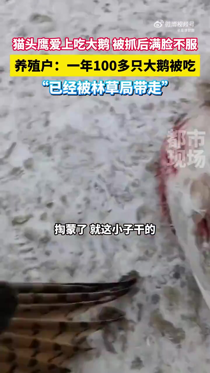 猫头鹰爱上吃大鹅被抓后满脸不服