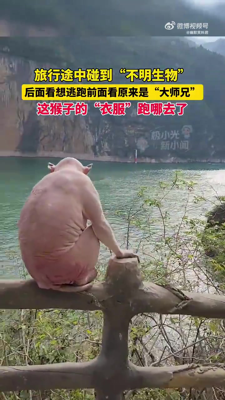 猴子也有混的比较惨的