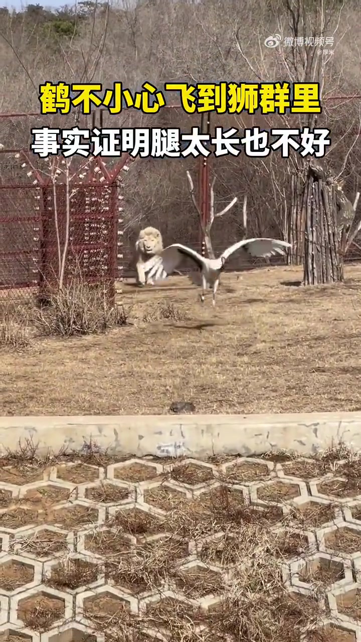 鹤立鸡群鹤立狮群！