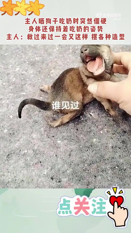 主人晒狗子吃奶突然僵硬，这是僵了吗