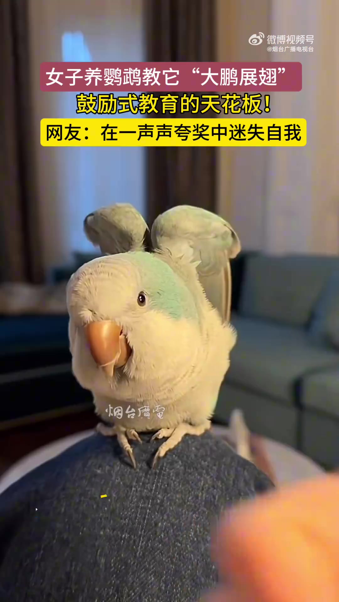 女子教鹦鹉“大鹏展翅”，鼓励式教育获赞