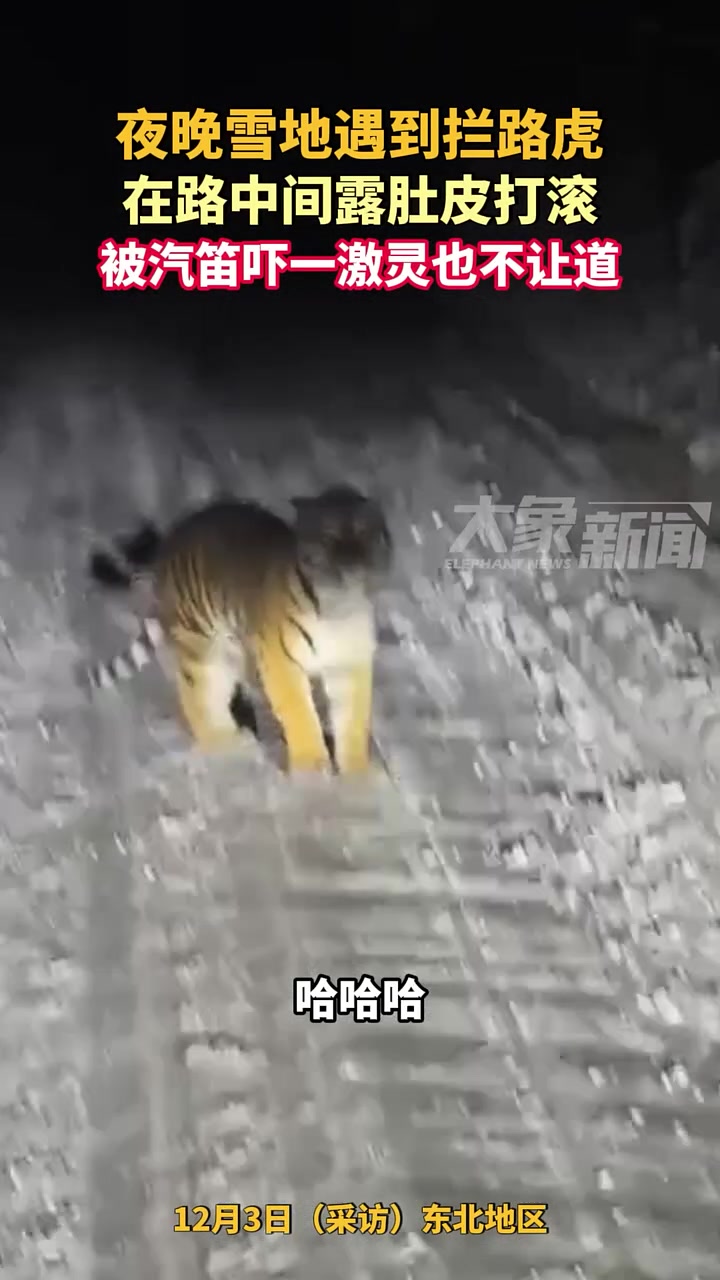 夜晚遇到拦路虎，在路中间露肚皮打滚，被汽笛吓一激灵也不让道