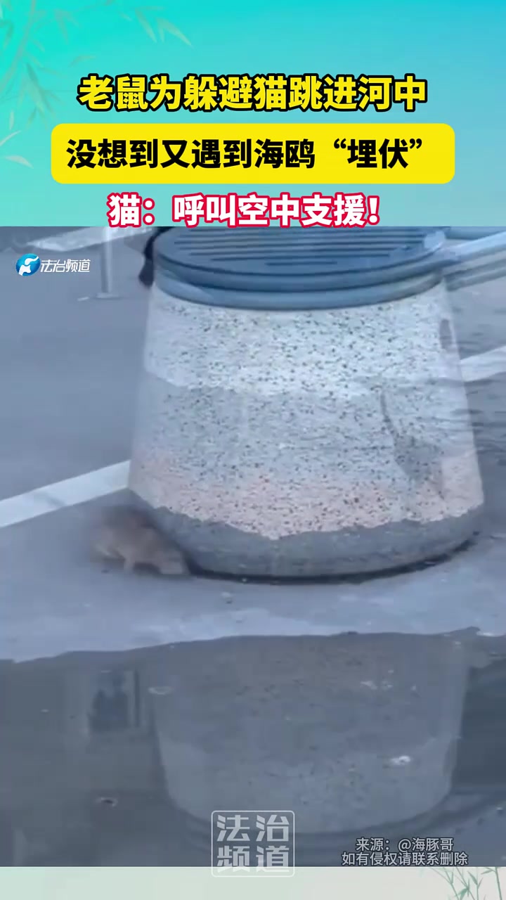 老鼠为躲避猫跳进河中，没想到又遇到海鸥“埋伏”！