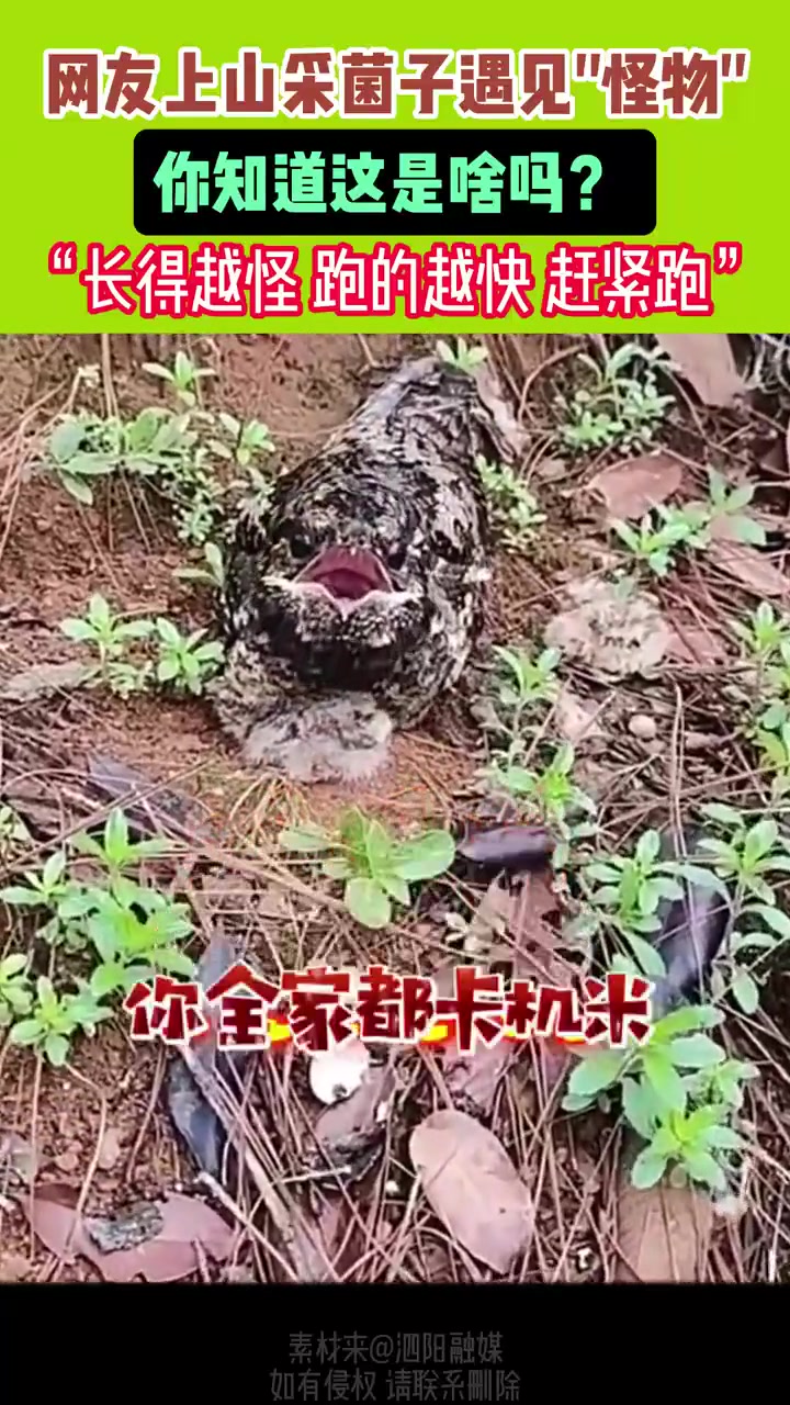 我只知道长得越怪判得越快！