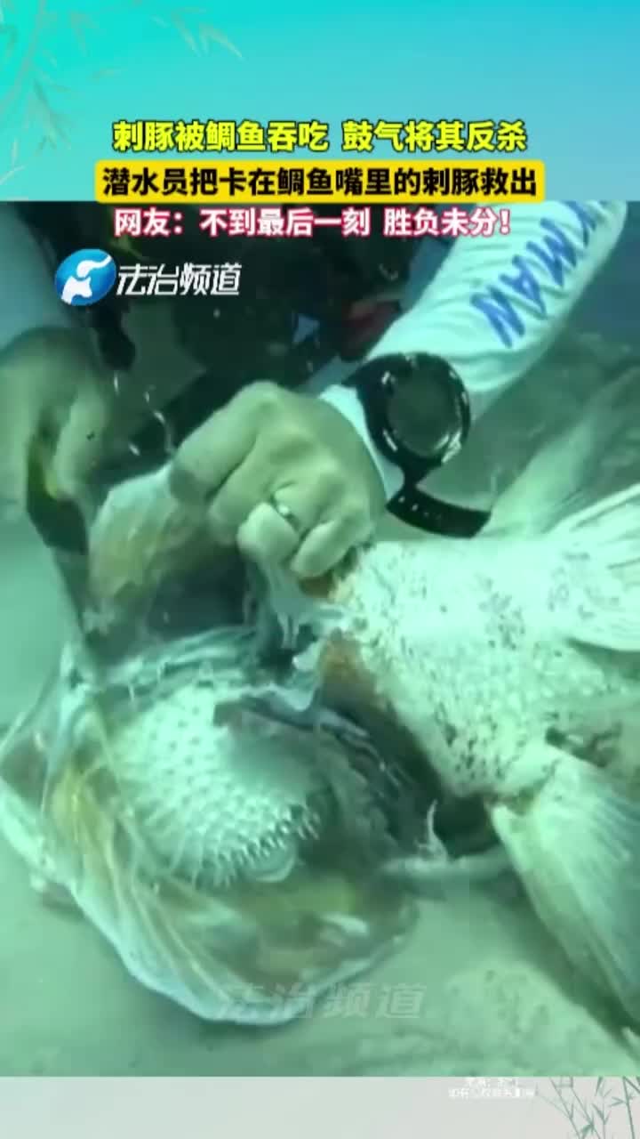 刺豚被鲷鱼吞吃鼓气将其反杀，不到最后一刻胜负未分！