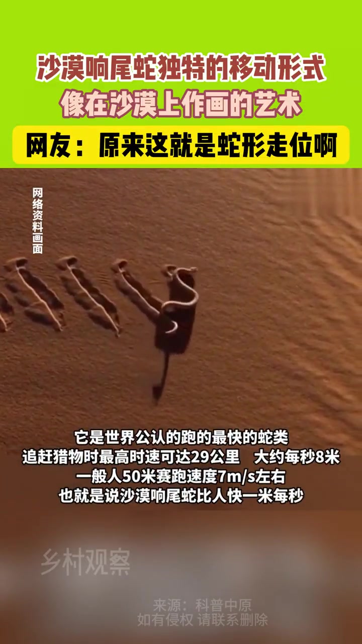 沙漠响尾蛇独特的移动形式，像在沙漠上作画的艺术！
