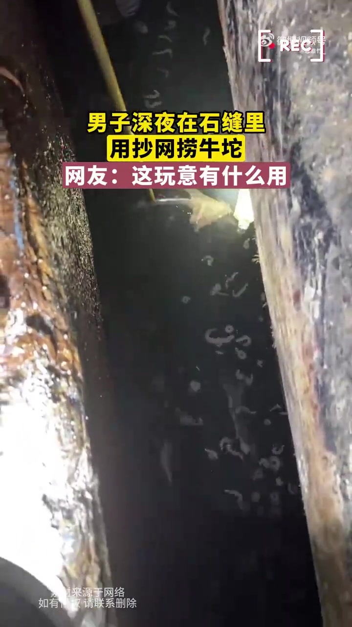 男子深夜在石缝里，用抄网捞牛坨，网友：这玩意有什么用