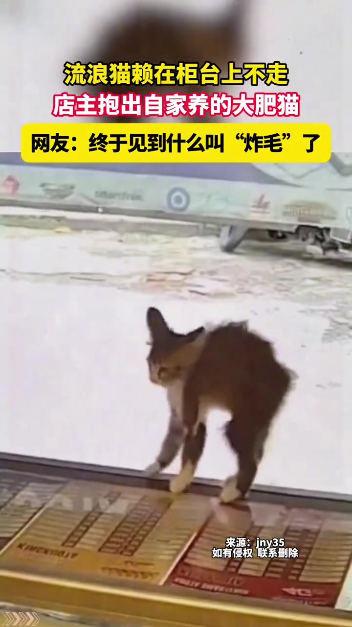 流浪猫赖在柜台上不走，店主抱出自家养的大肥猫