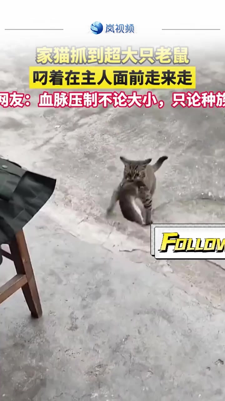 家猫抓到超大只老鼠叼着在主人面前走来走网友血脉压制不论大小