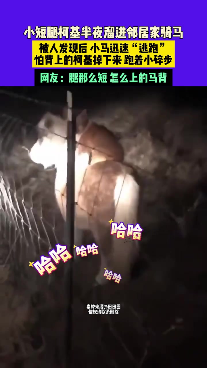 小短腿柯基半夜溜进邻居家骑马，被人发现后，小马迅速“逃跑”