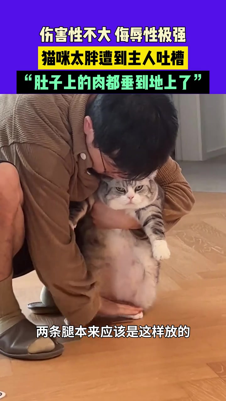 伤害性不大，侮辱性极强，猫咪太胖遭到主人吐槽