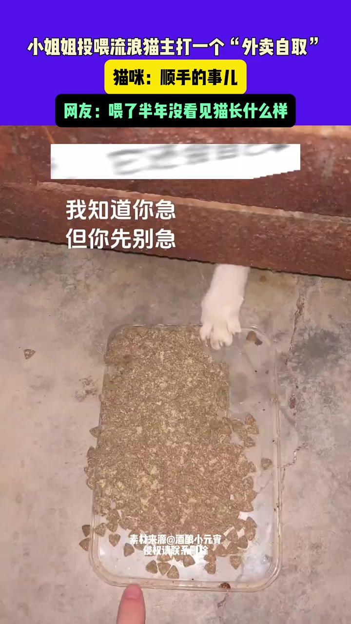 小姐姐投喂流浪猫主打一个“外卖自取”