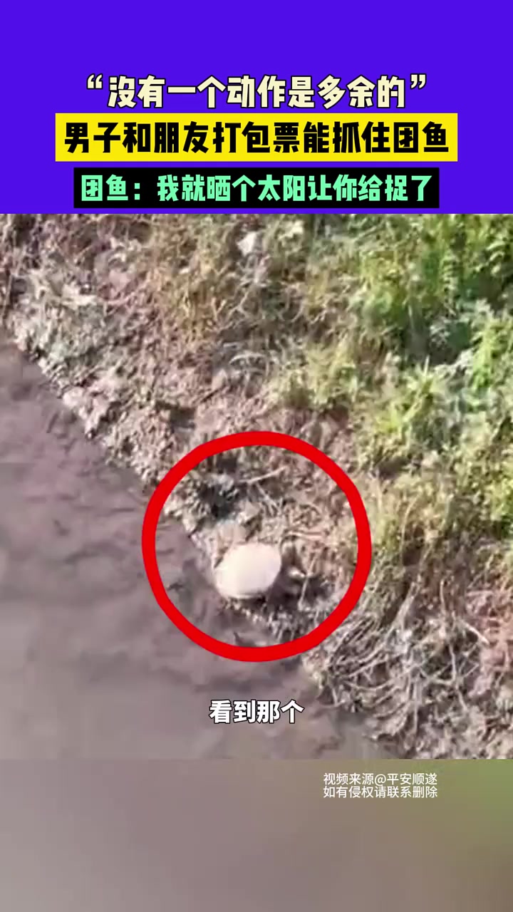 没有一个动作是多余的”，男子和朋友打包票能抓住团鱼