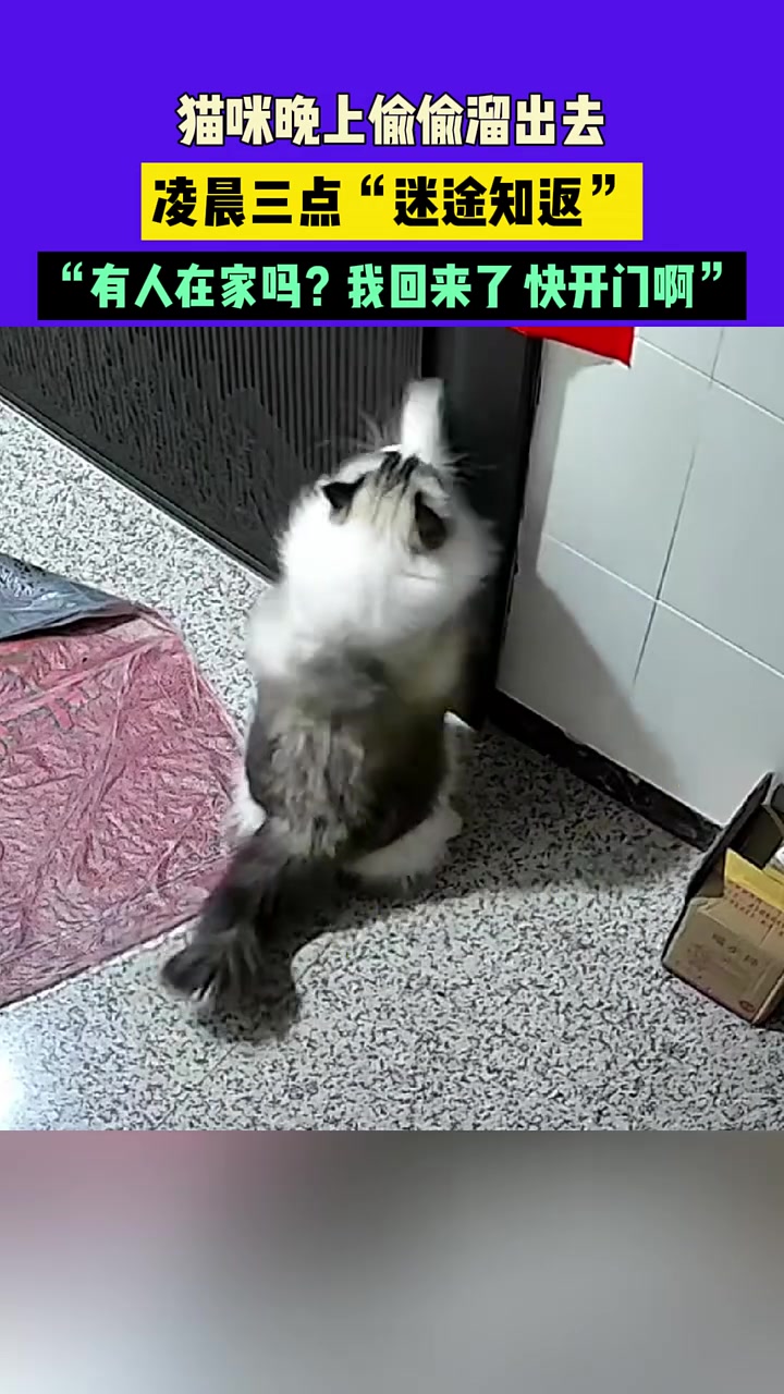 猫咪晚上偷偷溜出去，凌晨三点“迷途知返”