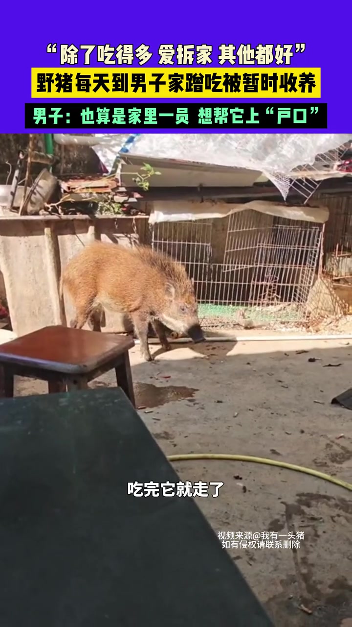 野猪每天到男子家蹭吃被收养，男子：也算是家里一员想帮它上户口