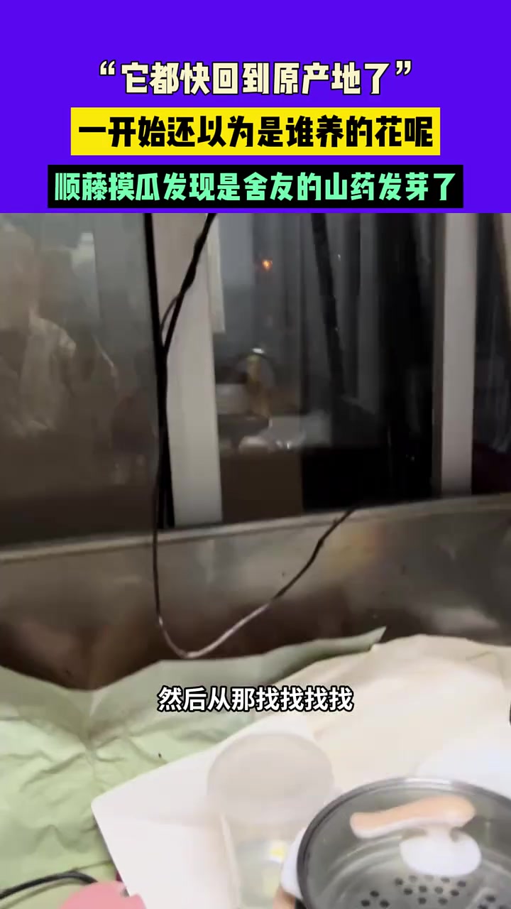 它都快回到原产地了”，一开始还以为是谁养的花呢