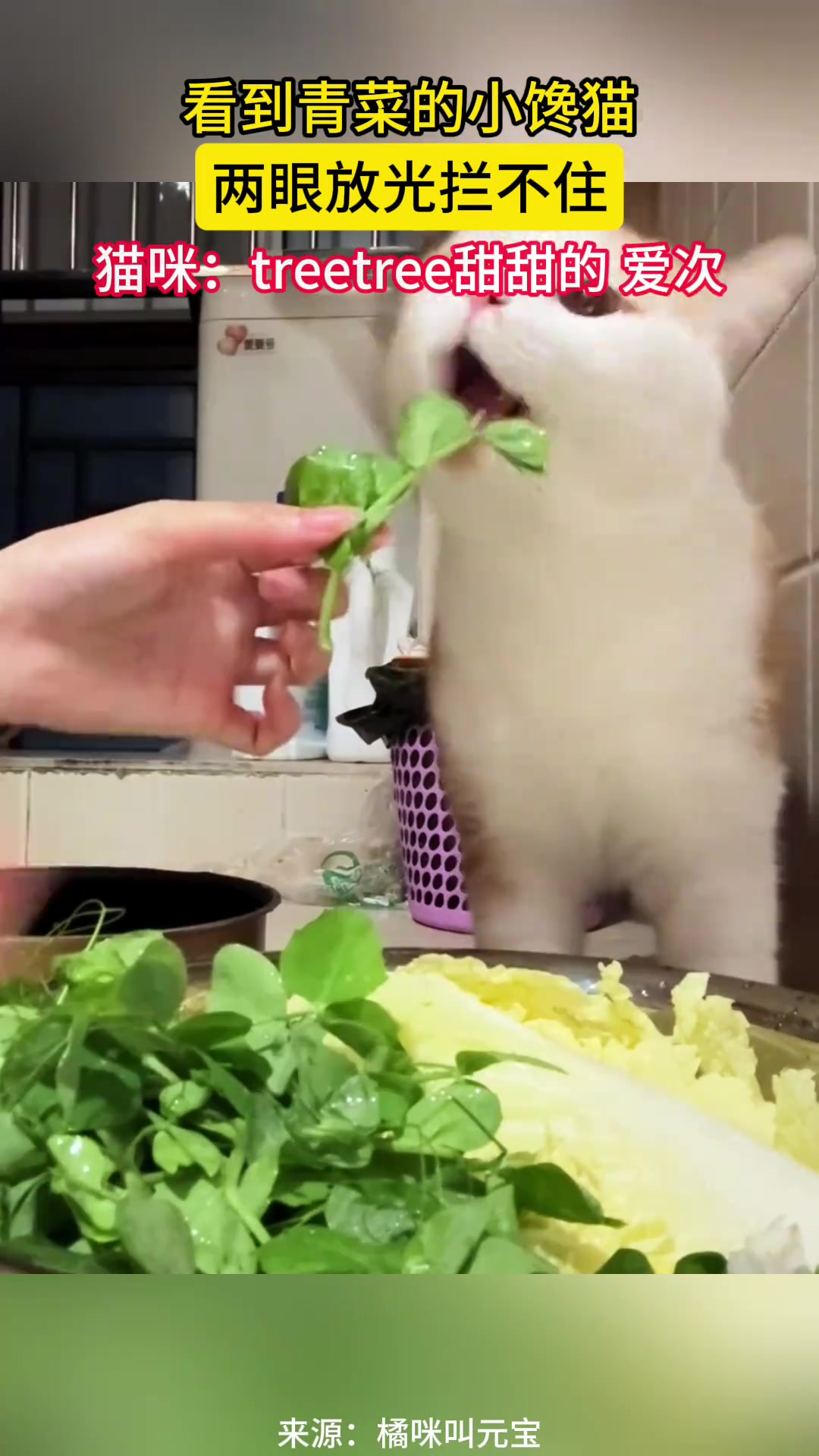 猫猫：比粮香没罐贵小嘴一嚼还挺tree