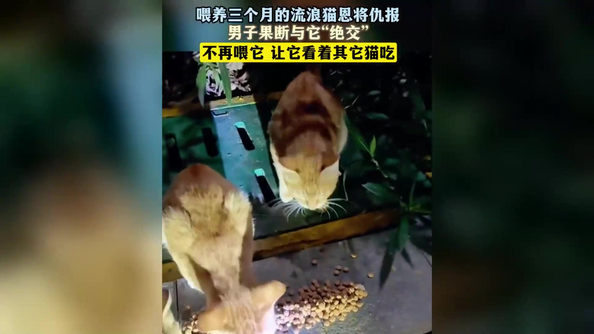喂养三个月的流浪猫恩将仇报男子果断与它“绝交”