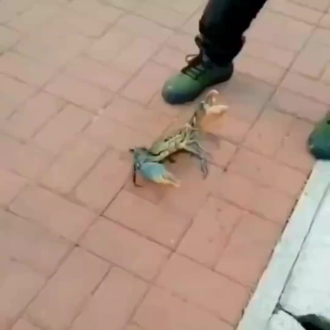 这大哥是个狠人啊我隔着屏幕看着都呲牙花子