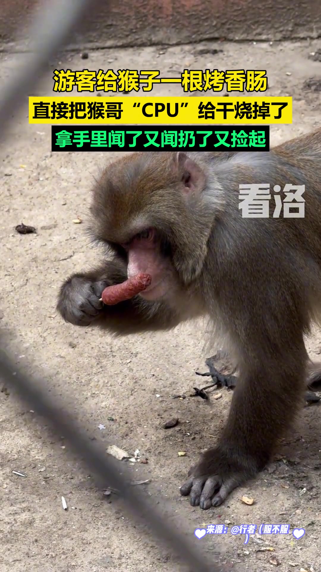 游客给猴子一根烤香肠直接把猴哥“CPU”干烧了