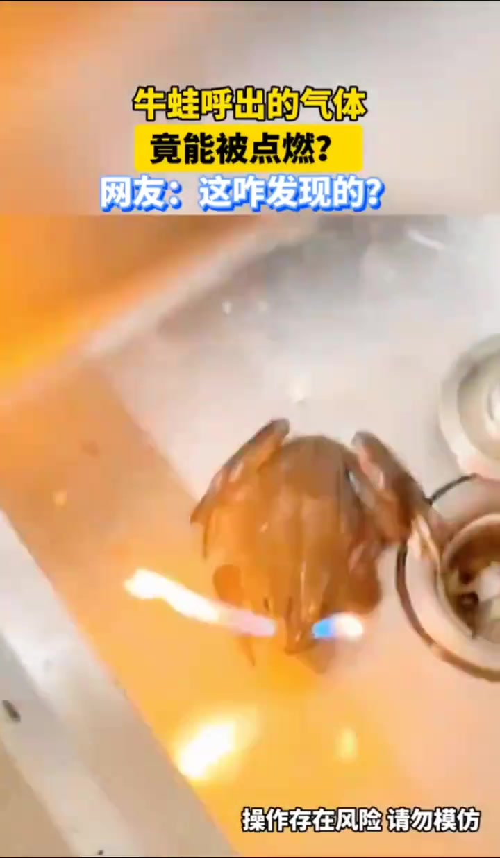 难得一见难道牛蛙成精了
