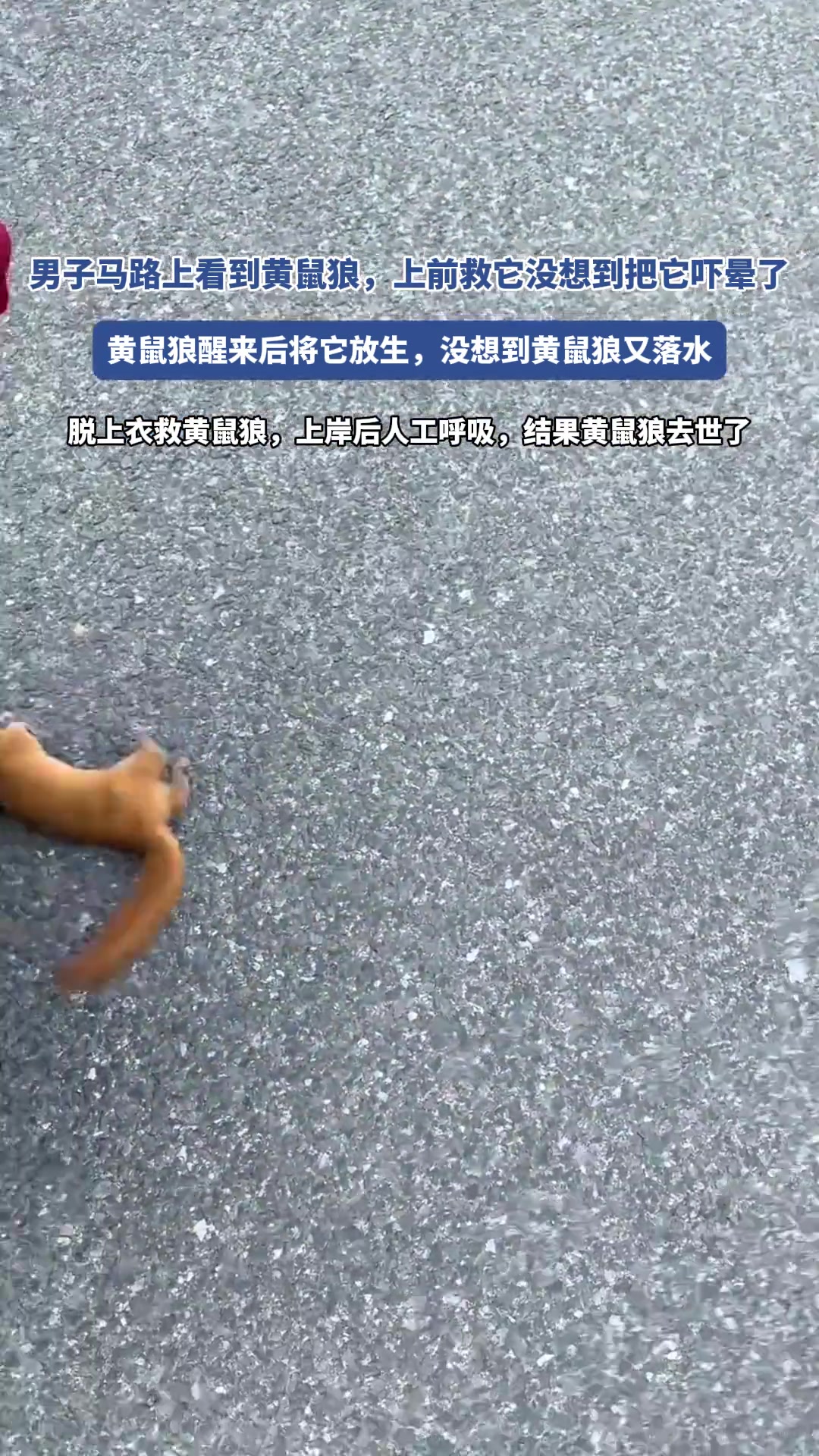男子马路上看到黄鼠狼上前救它没想到把它吓晕了