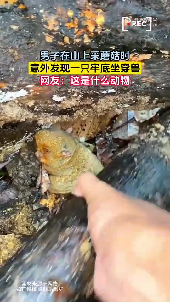 男子在山上采蘑菇时，意外发现一只牢底坐穿兽