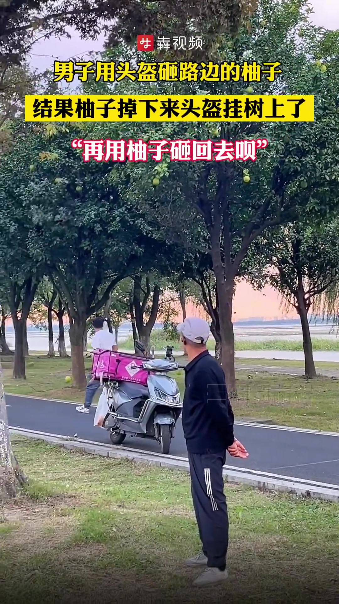 男子用头盔砸路边的柚子，结果柚子掉下来头盔挂树上了