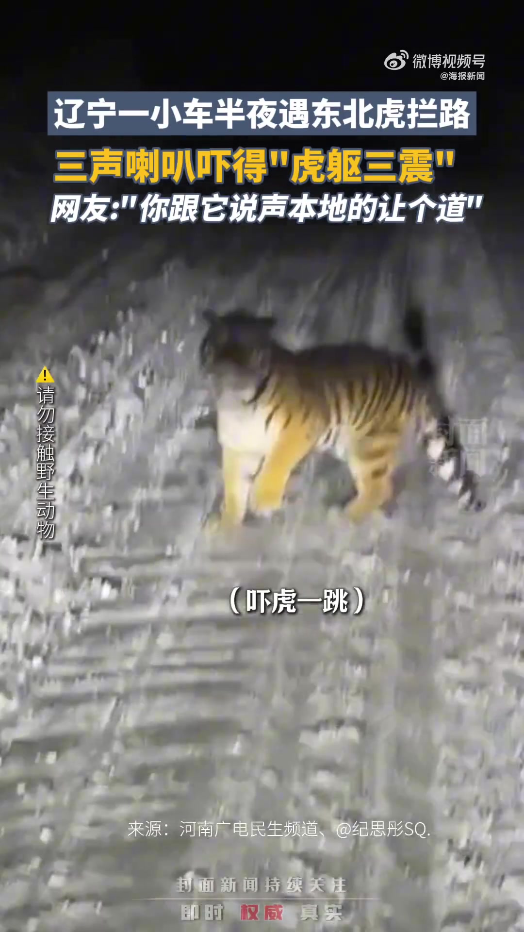 东北虎拦路被喇叭吓得虎躯三震