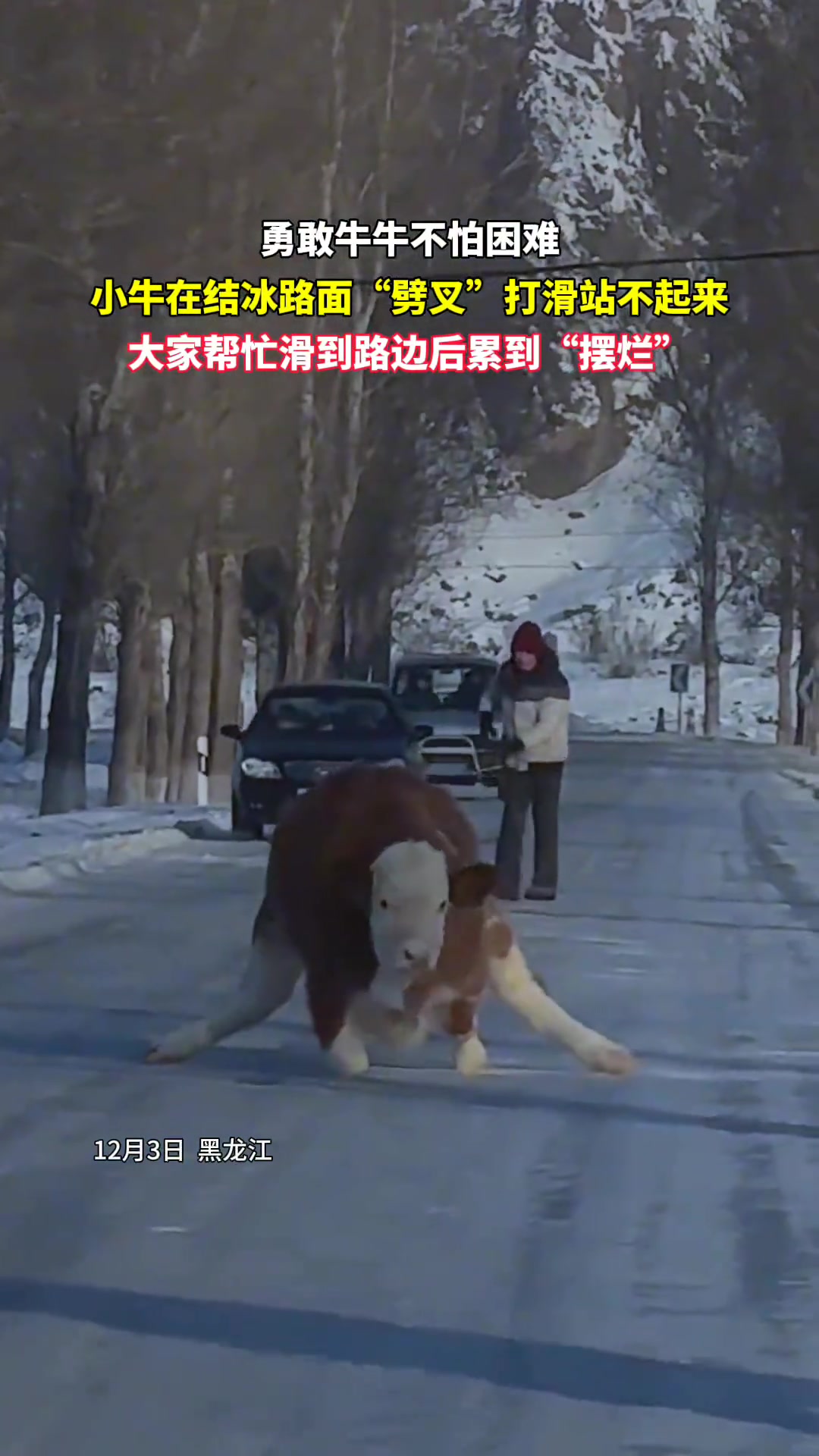 小牛在结冰路面“劈叉”打滑站不起来