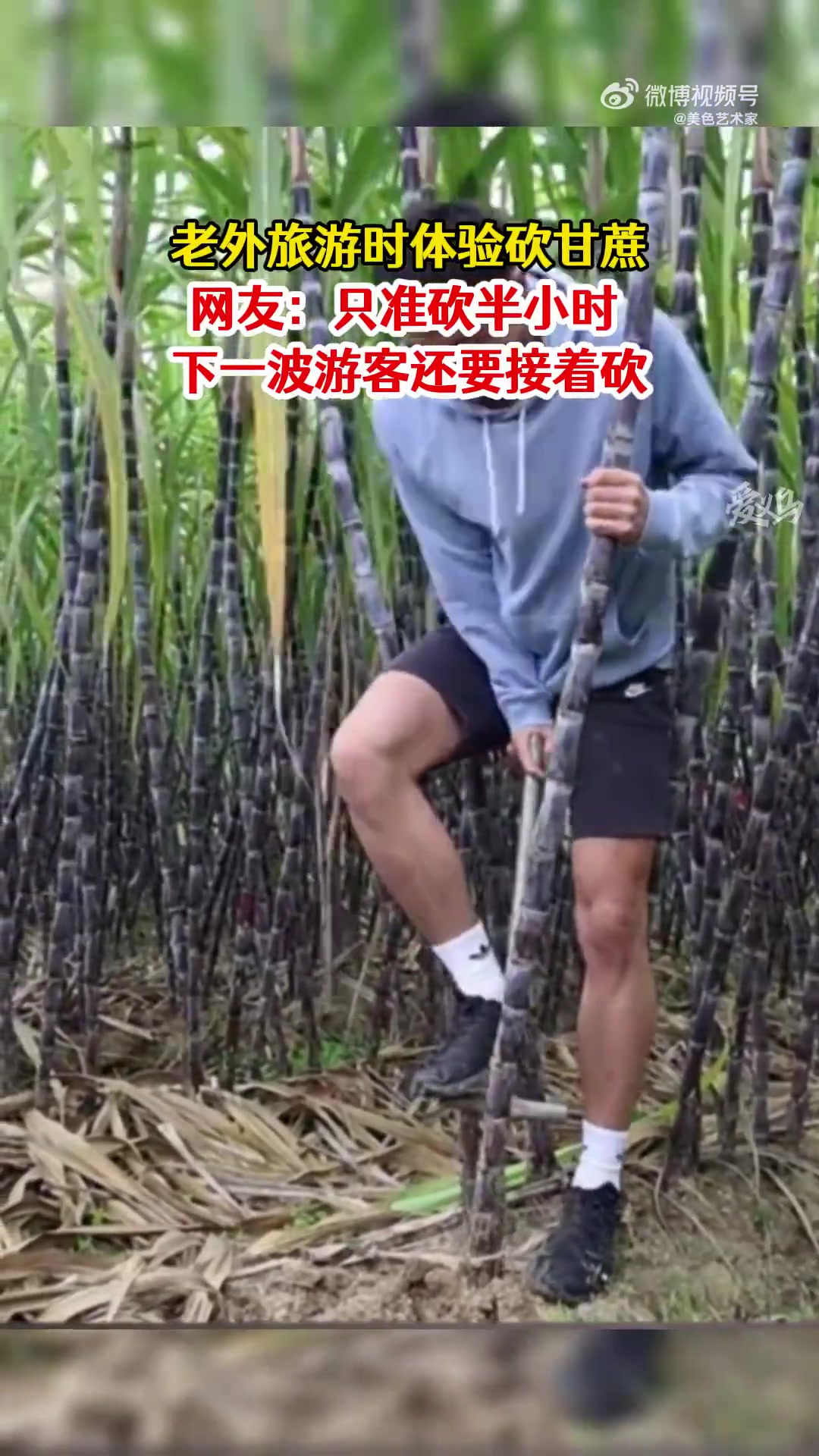 老外旅游体验砍甘蔗，下一波游客即将前来