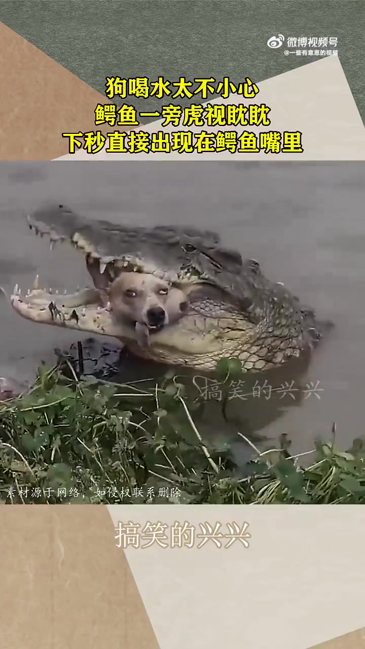狗喝水大意，鳄鱼虎视，下秒就进了鳄鱼嘴