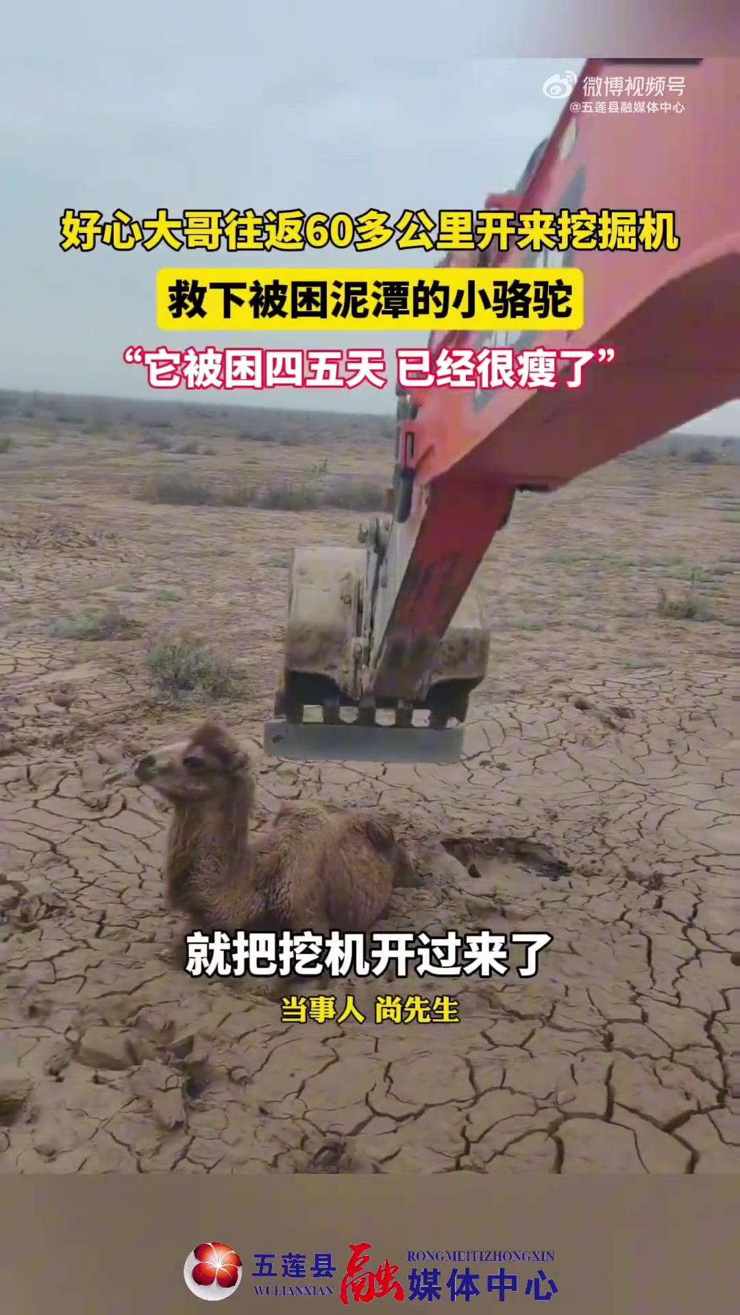 男子开挖掘机往返60多公里，救被困泥潭四五天小骆驼
