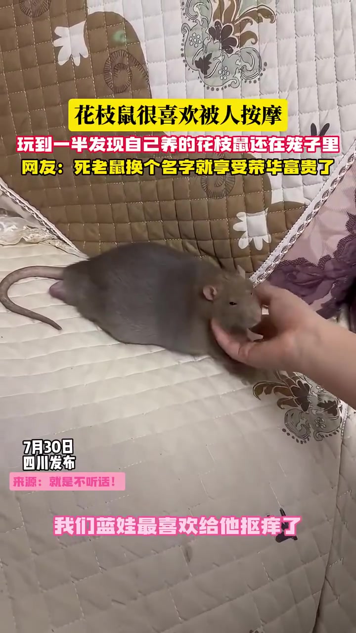 花枝鼠爱被按摩，老鼠可爱，但原皮鼠难被接受