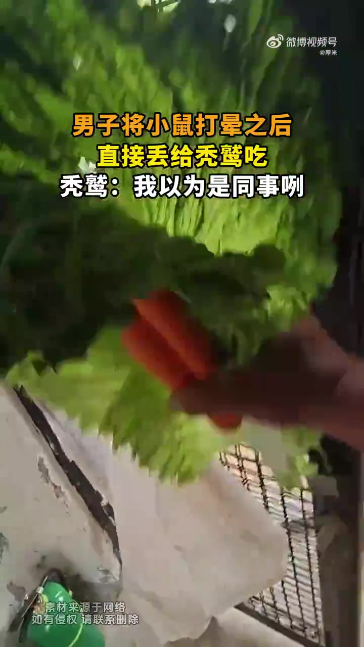 男子打晕小鼠喂秃鹫，秃鹫：我以为是同事