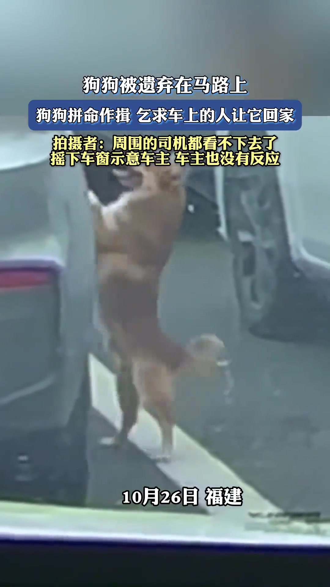狗狗被遗弃在马路上，狗狗拼命作揖，乞求车上的人让它回家