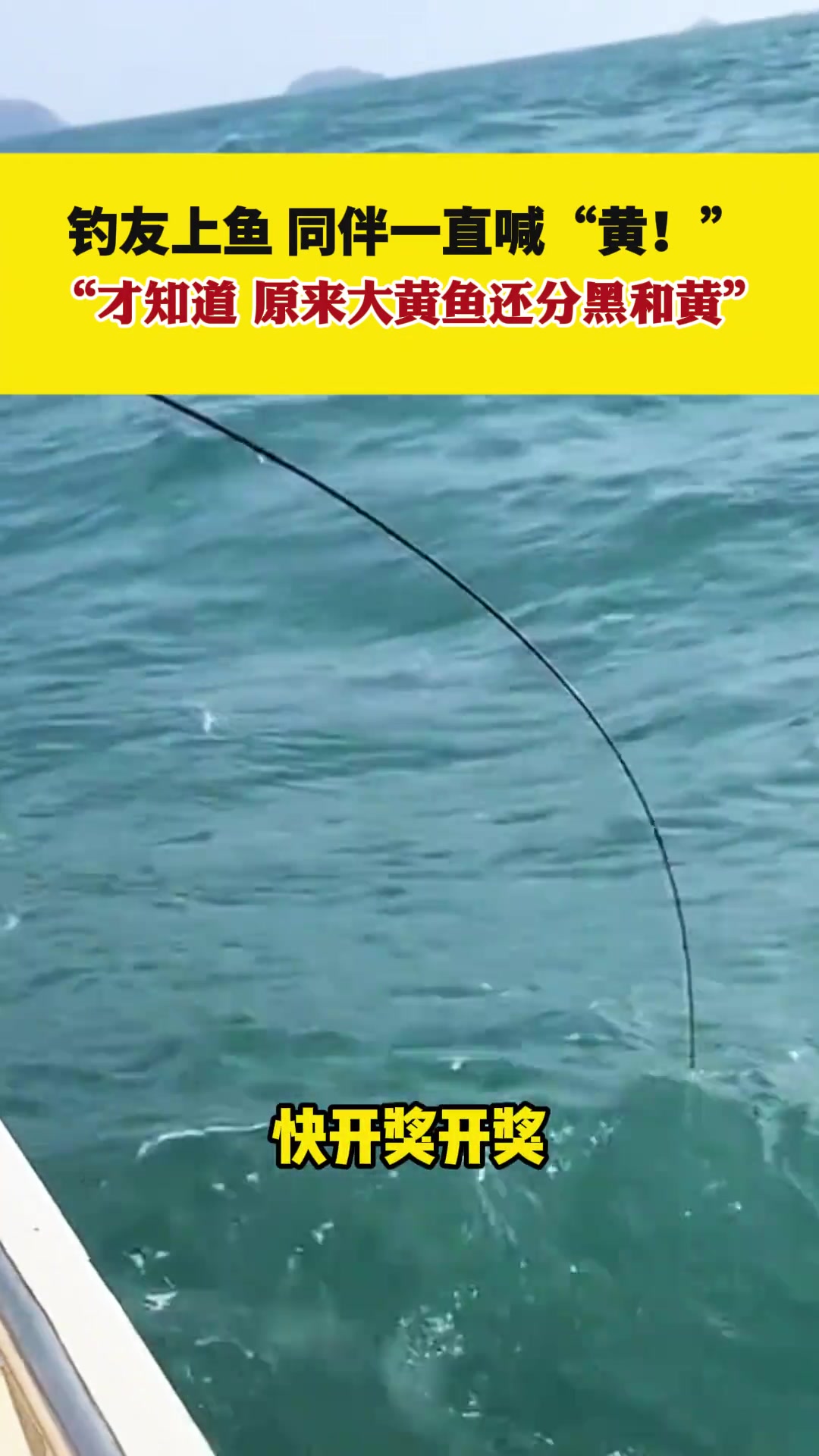 原来大黄鱼还分黑和黄