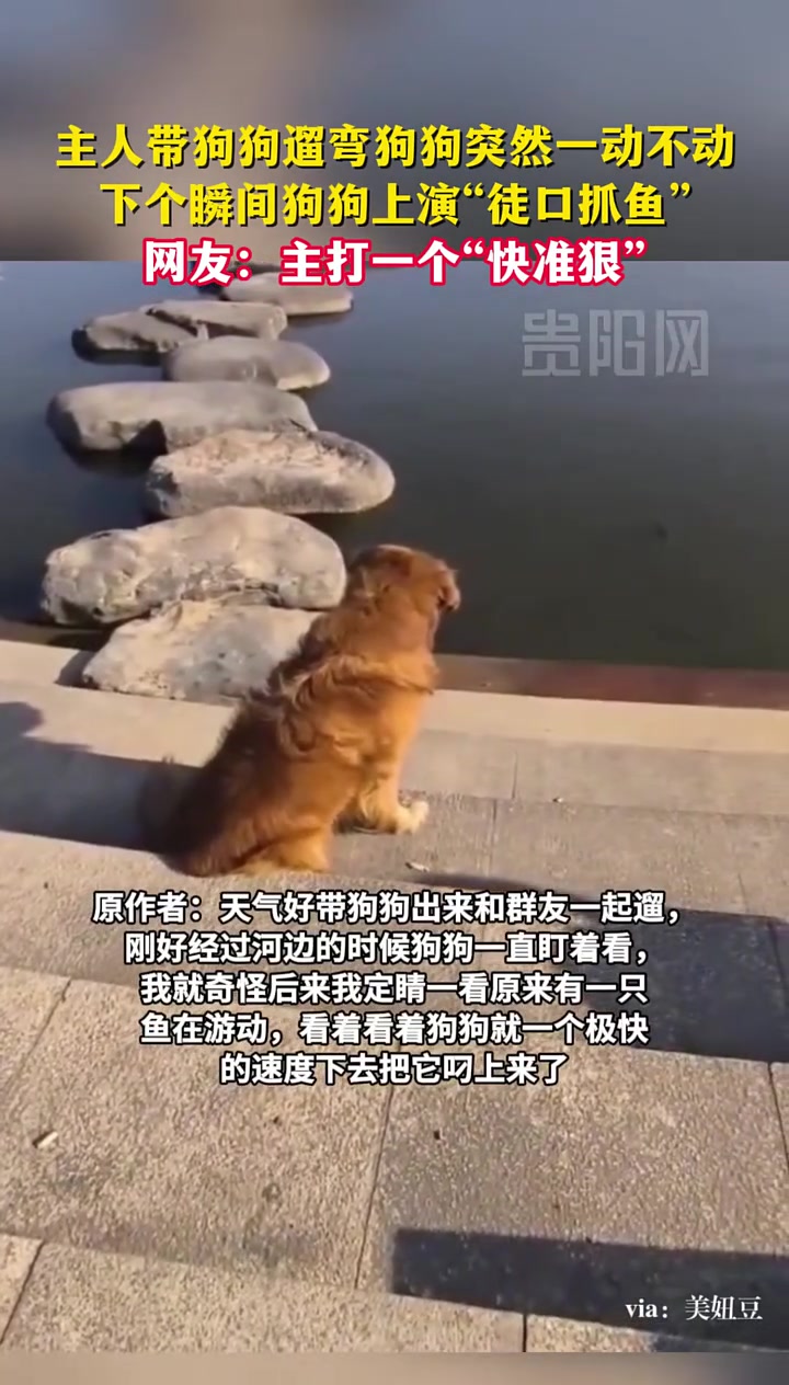 主人带狗狗遛弯狗狗突然一动不动，下个瞬间狗狗上演“徒口抓鱼”