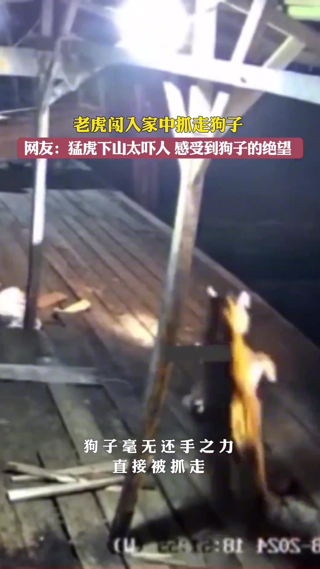 猛虎下山太吓人了，短短几秒狗子就被抓走了