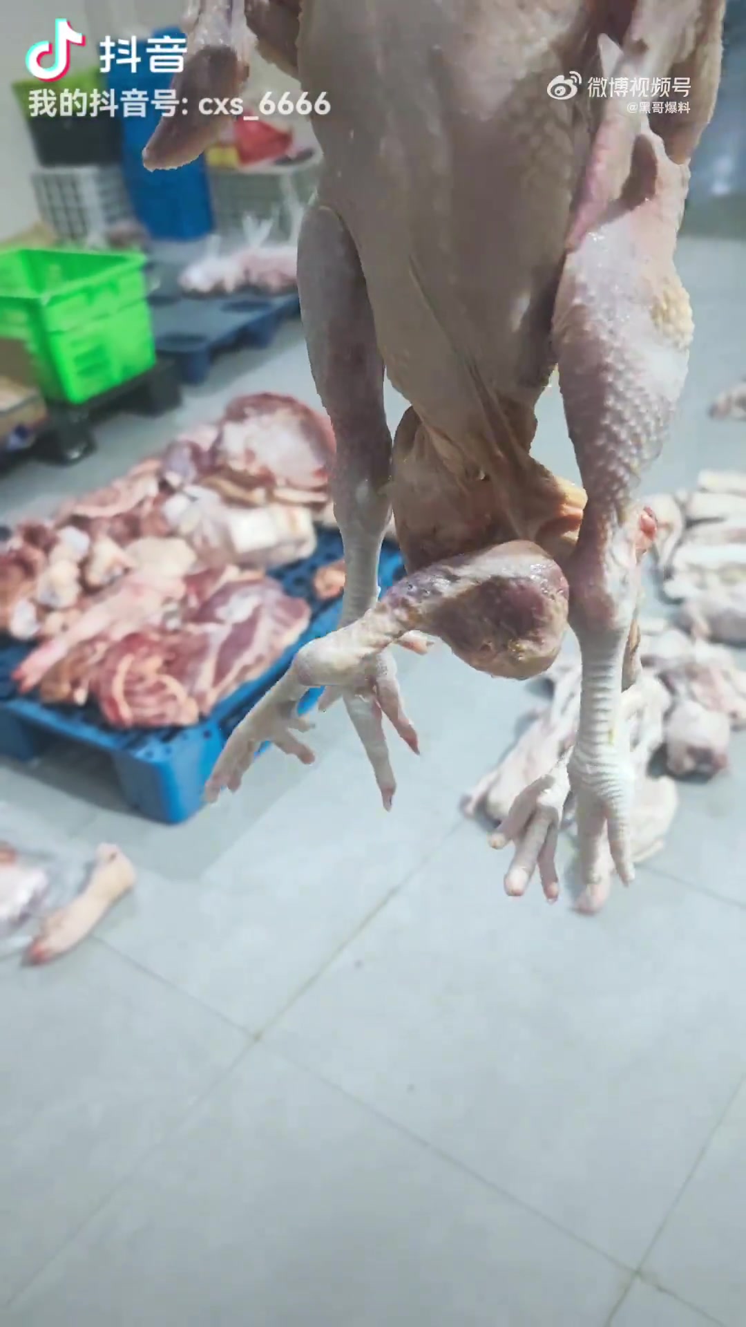 四条腿的鸡出现，现在鸡肉还能不能吃
