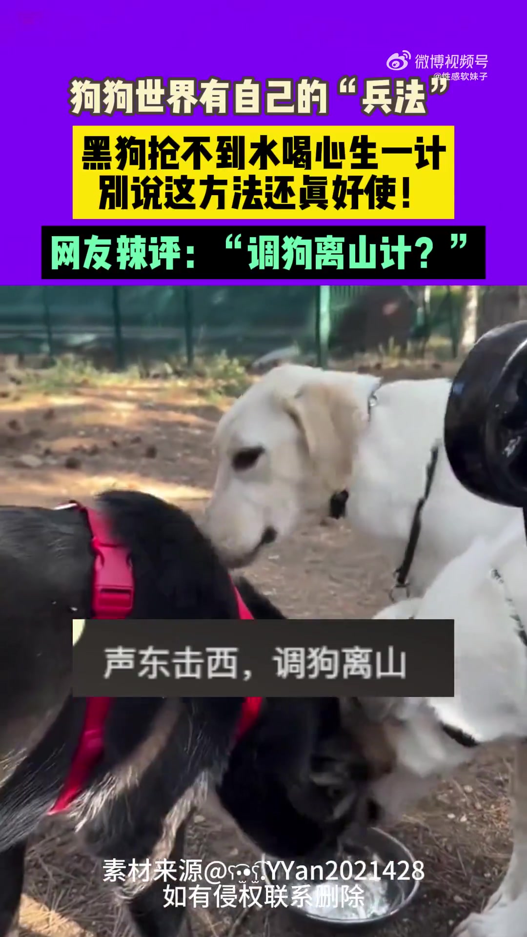 狗狗世界有自己的“兵法”黑狗抢不到水喝，心生一计