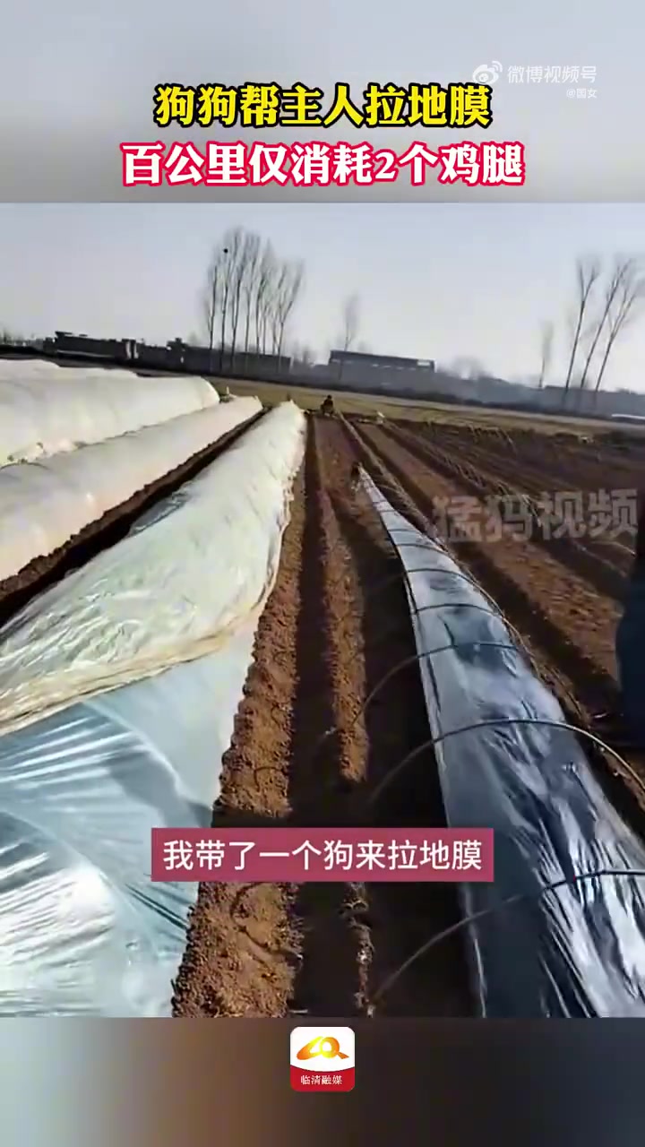 狗狗帮主人拉地膜，百公里仅消耗2个鸡腿